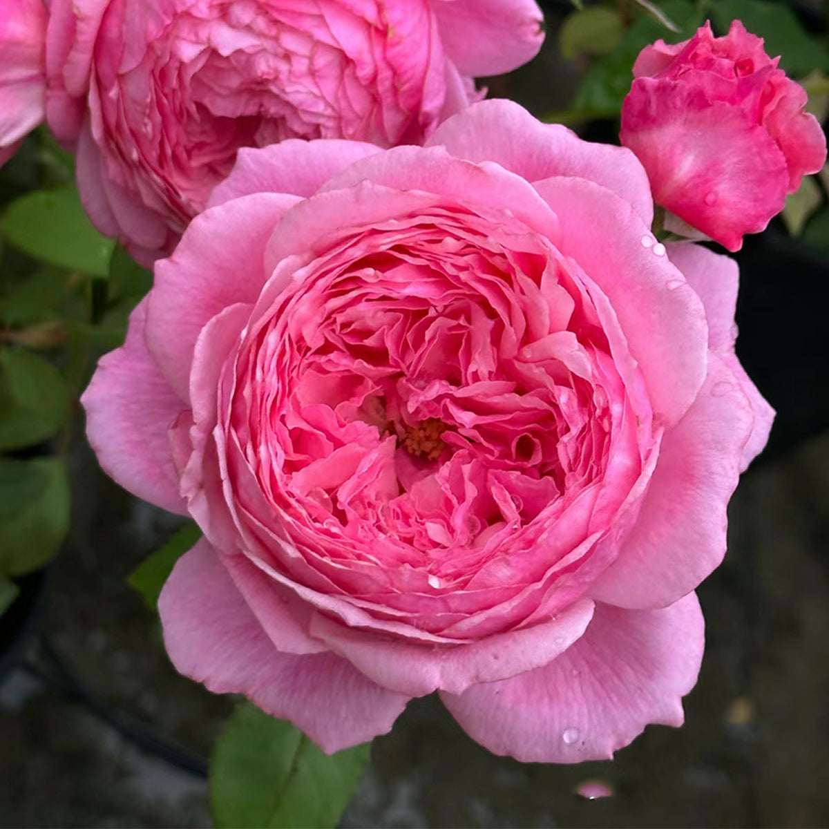 Lady Heirloom Florist Shrub Rose