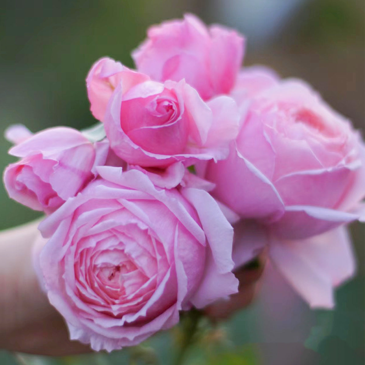Lady Heirloom Florist Shrub Rose