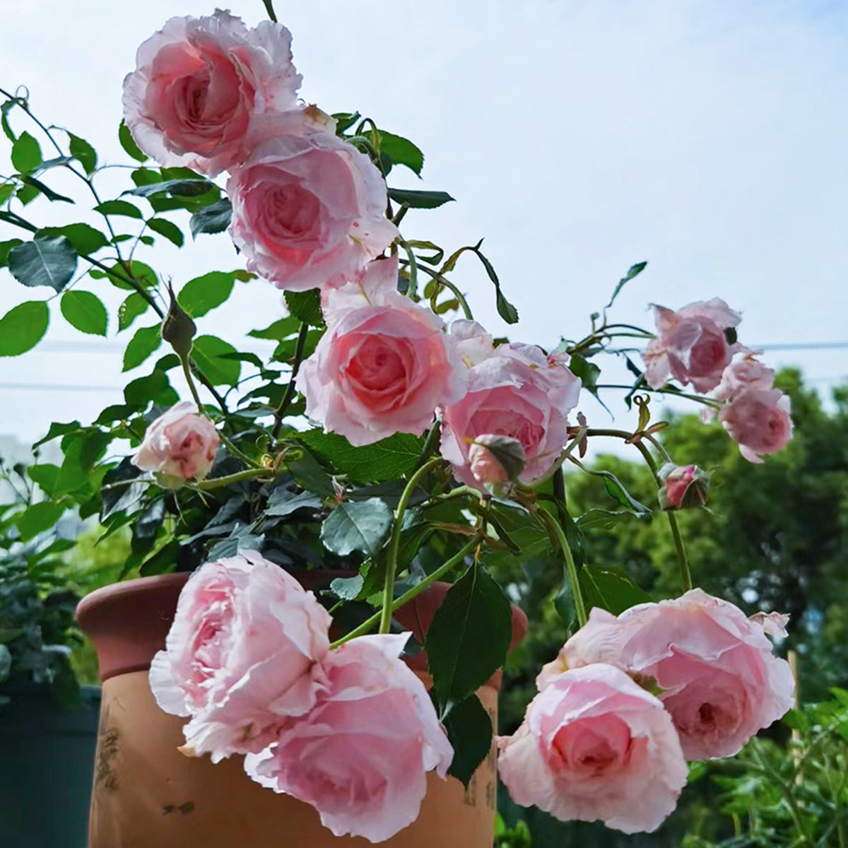 Lady Heirloom Florist Shrub Rose
