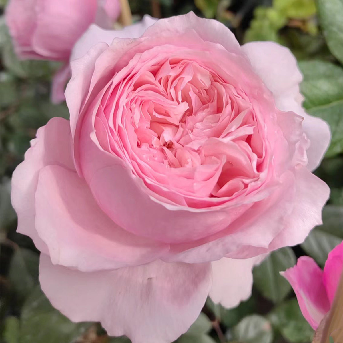 Lady Heirloom Florist Shrub Rose