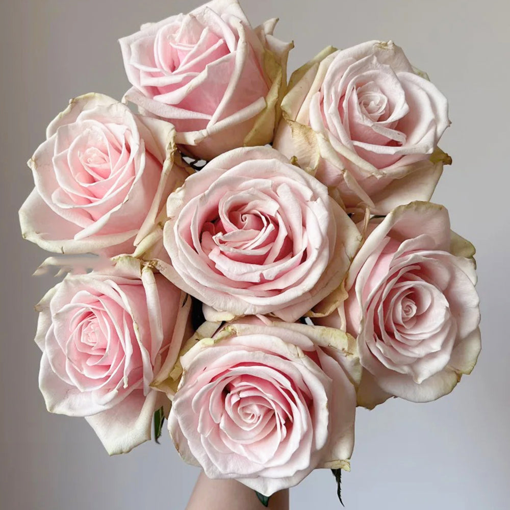 German Florist Shrub Rose Inspired by Lady Raphaela