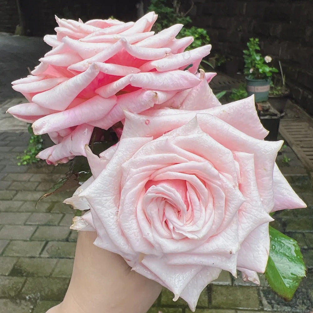 German Florist Shrub Rose Inspired by Lady Raphaela