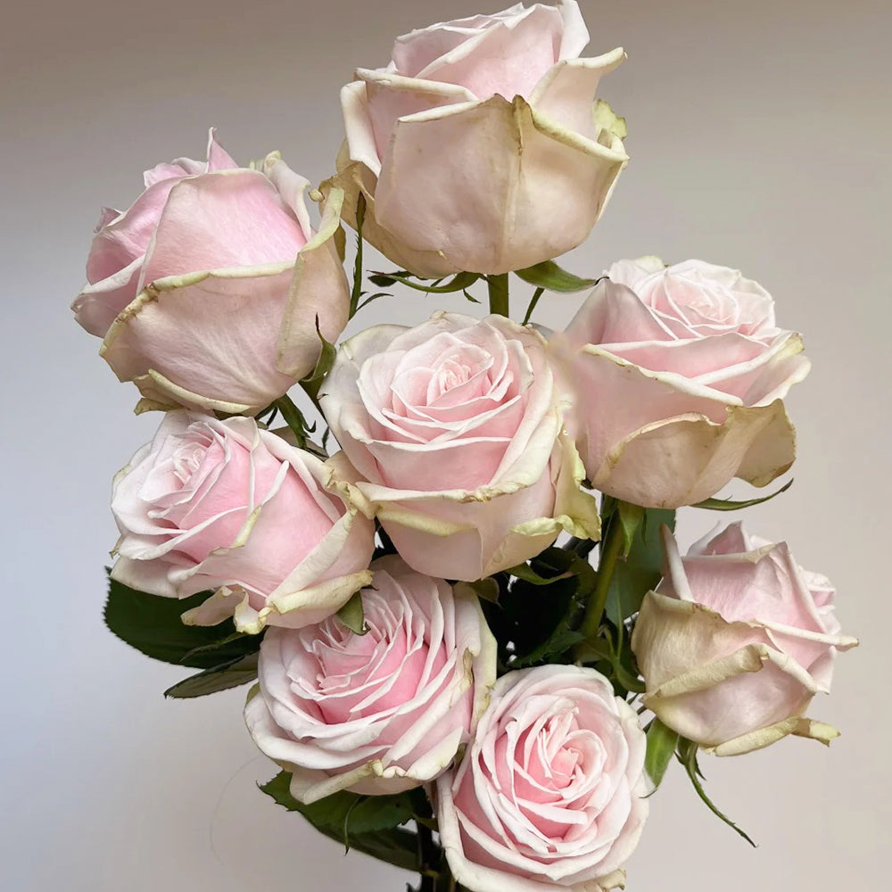 German Florist Shrub Rose Inspired by Lady Raphaela