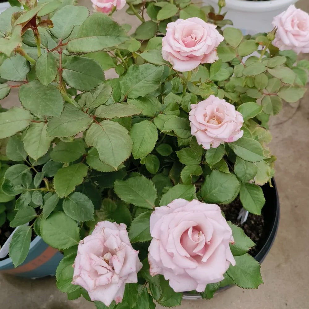 German Florist Shrub Rose Inspired by Lady Raphaela