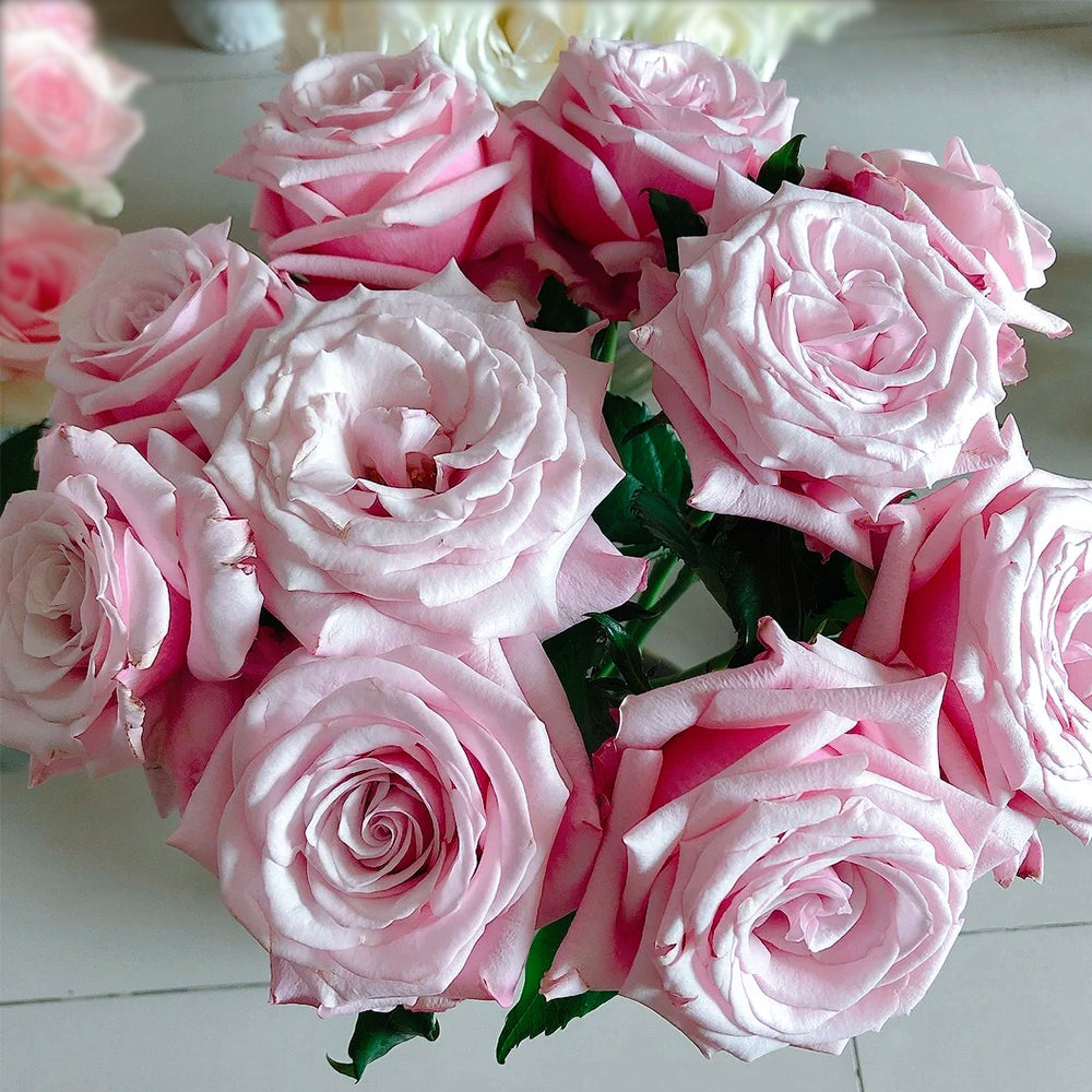 German Florist Shrub Rose Inspired by Lady Raphaela