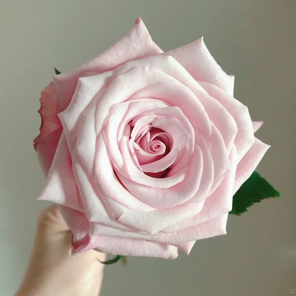 German Florist Shrub Rose Inspired by Lady Raphaela