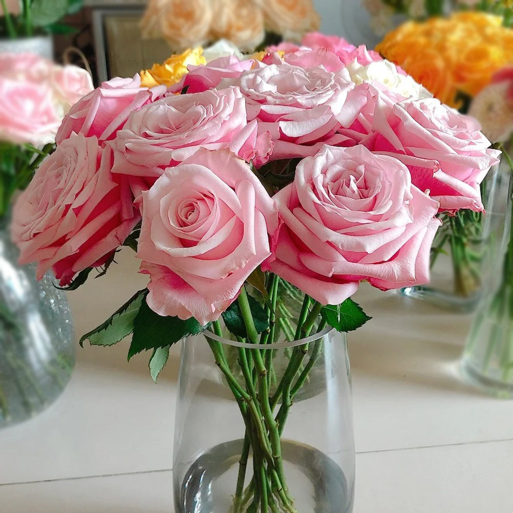 German Florist Shrub Rose Inspired by Lady Raphaela