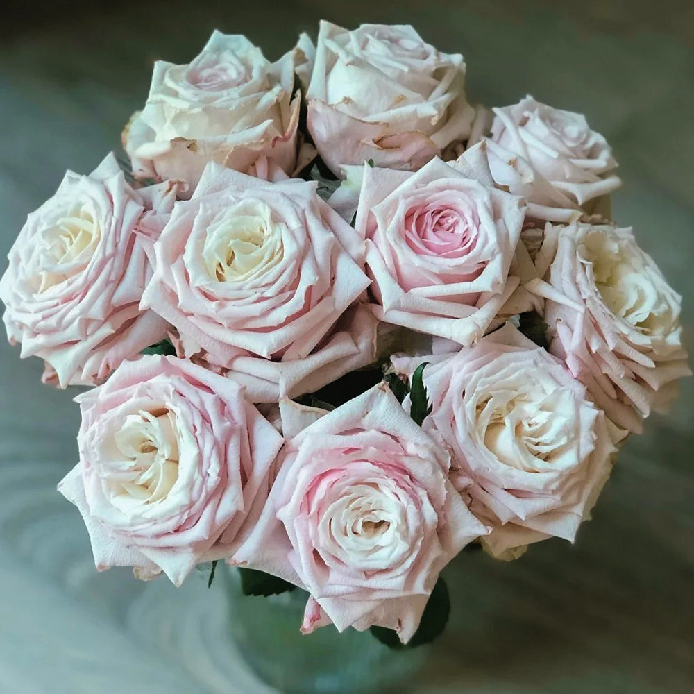 German Florist Shrub Rose Inspired by Lady Raphaela