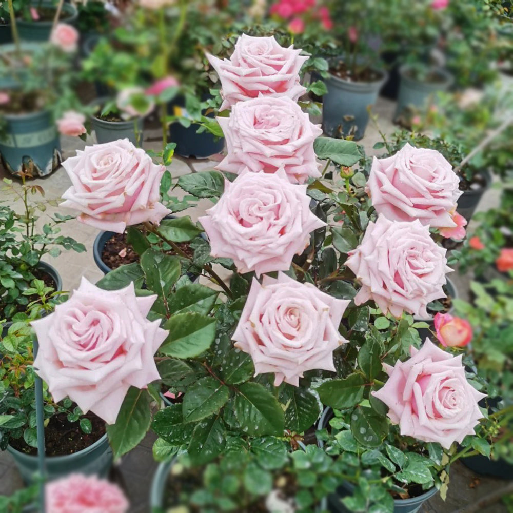 German Florist Shrub Rose Inspired by Lady Raphaela