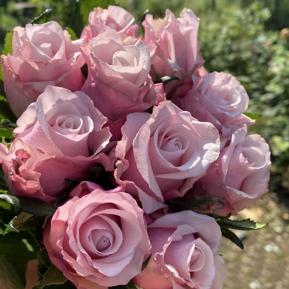 German Florist Shrub Rose Inspired by Lady Raphaela