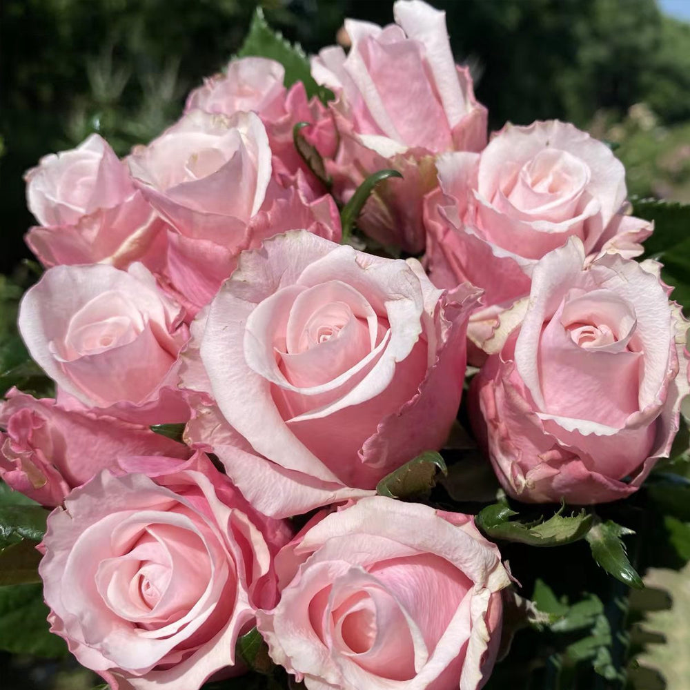 German Florist Shrub Rose Inspired by Lady Raphaela