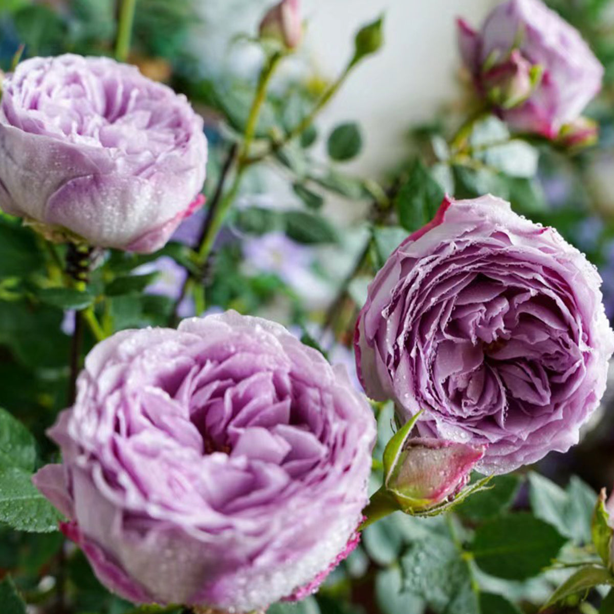 Lapis Lazuli Japanese Florist Shrub Rose
