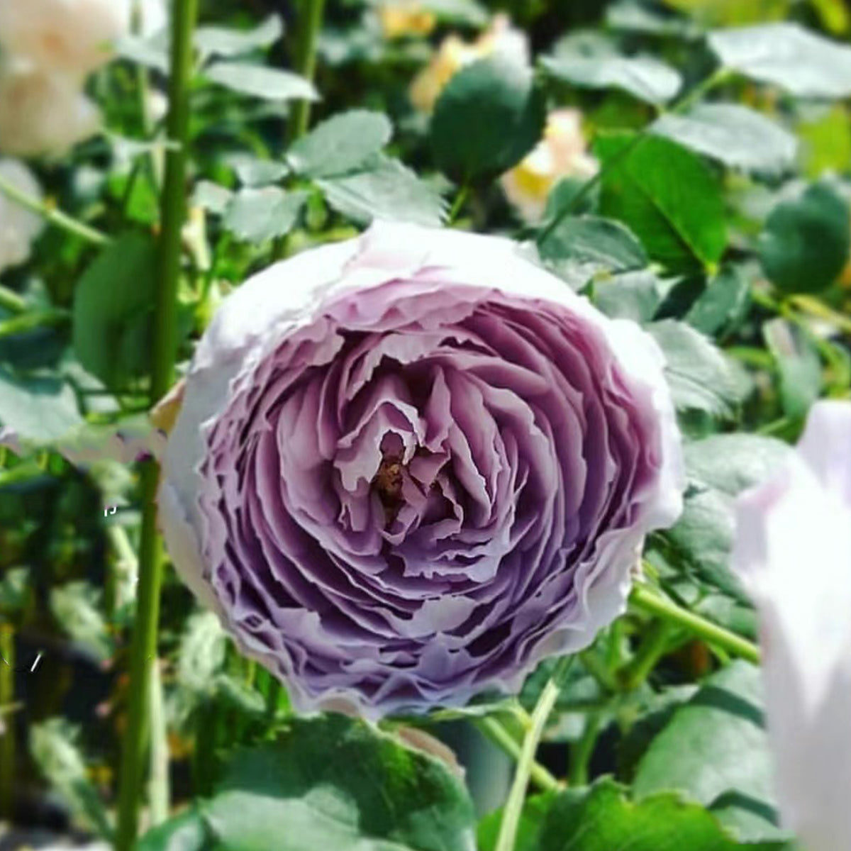 Lapis Lazuli Japanese Florist Shrub Rose