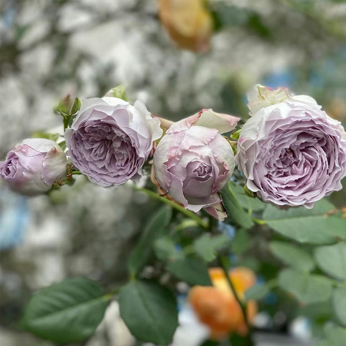 Lapis Lazuli Japanese Florist Shrub Rose