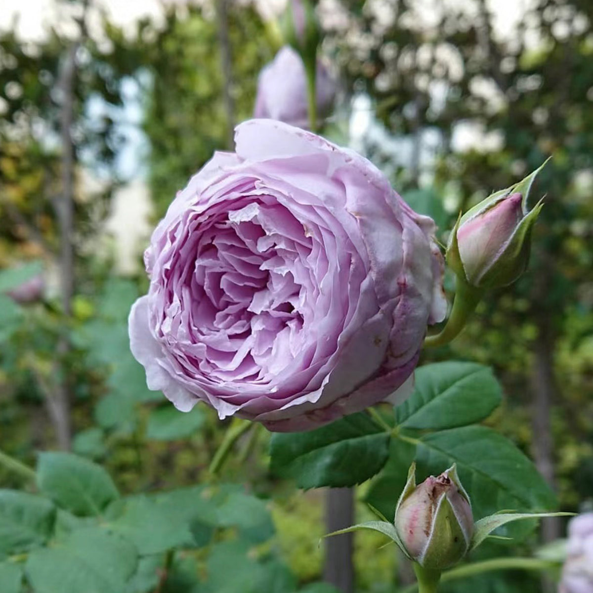 Lapis Lazuli Japanese Florist Shrub Rose
