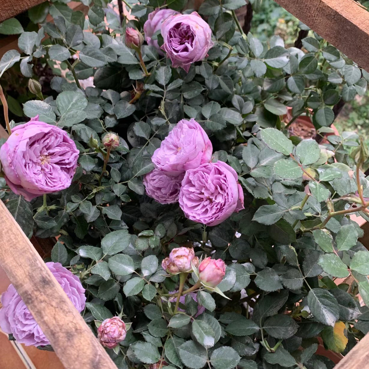Lapis Lazuli Japanese Florist Shrub Rose