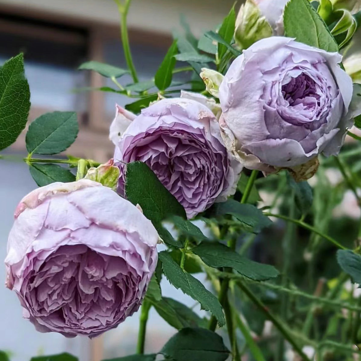 Lapis Lazuli Japanese Florist Shrub Rose