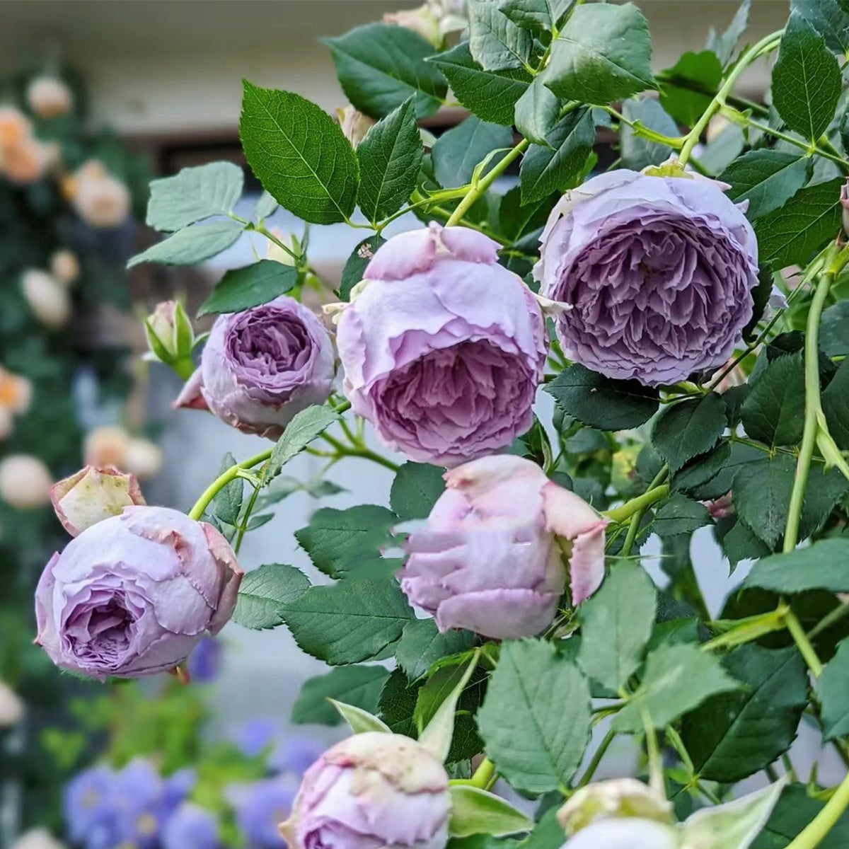 Lapis Lazuli Japanese Florist Shrub Rose