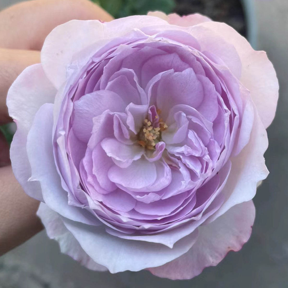 Lapis Lazuli Japanese Florist Shrub Rose