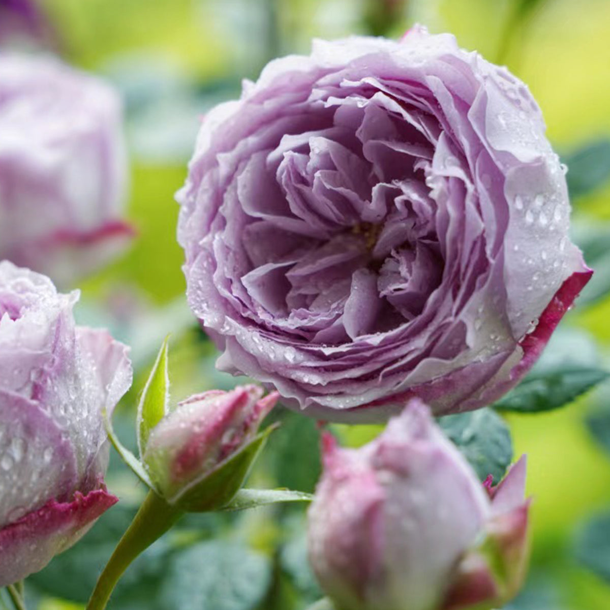 Lapis Lazuli Japanese Florist Shrub Rose