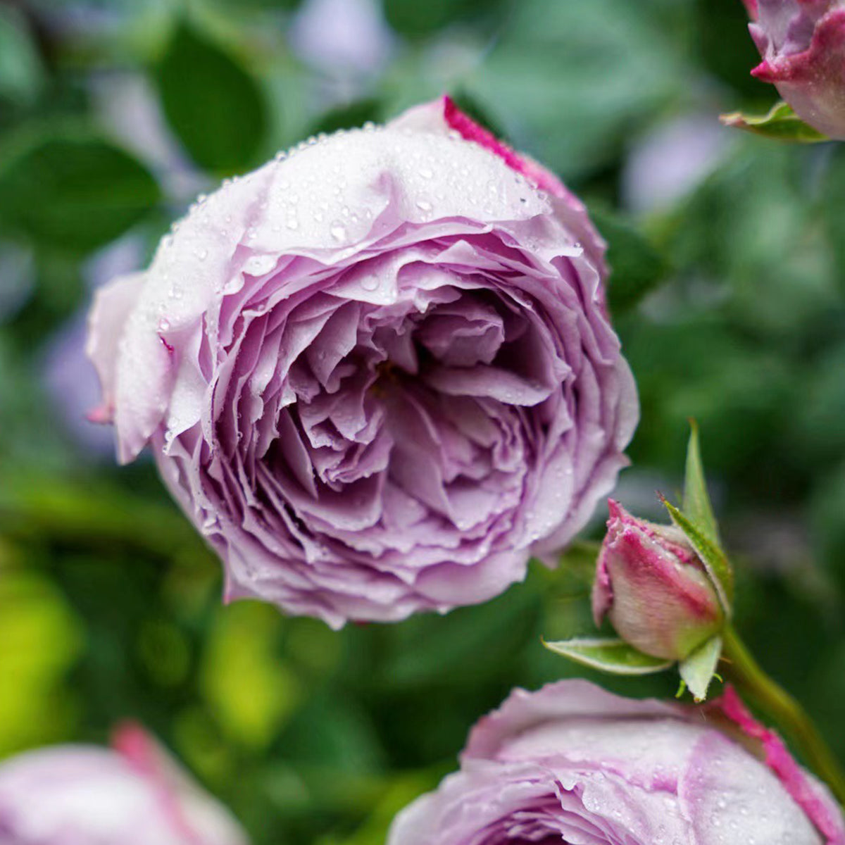 Lapis Lazuli Japanese Florist Shrub Rose