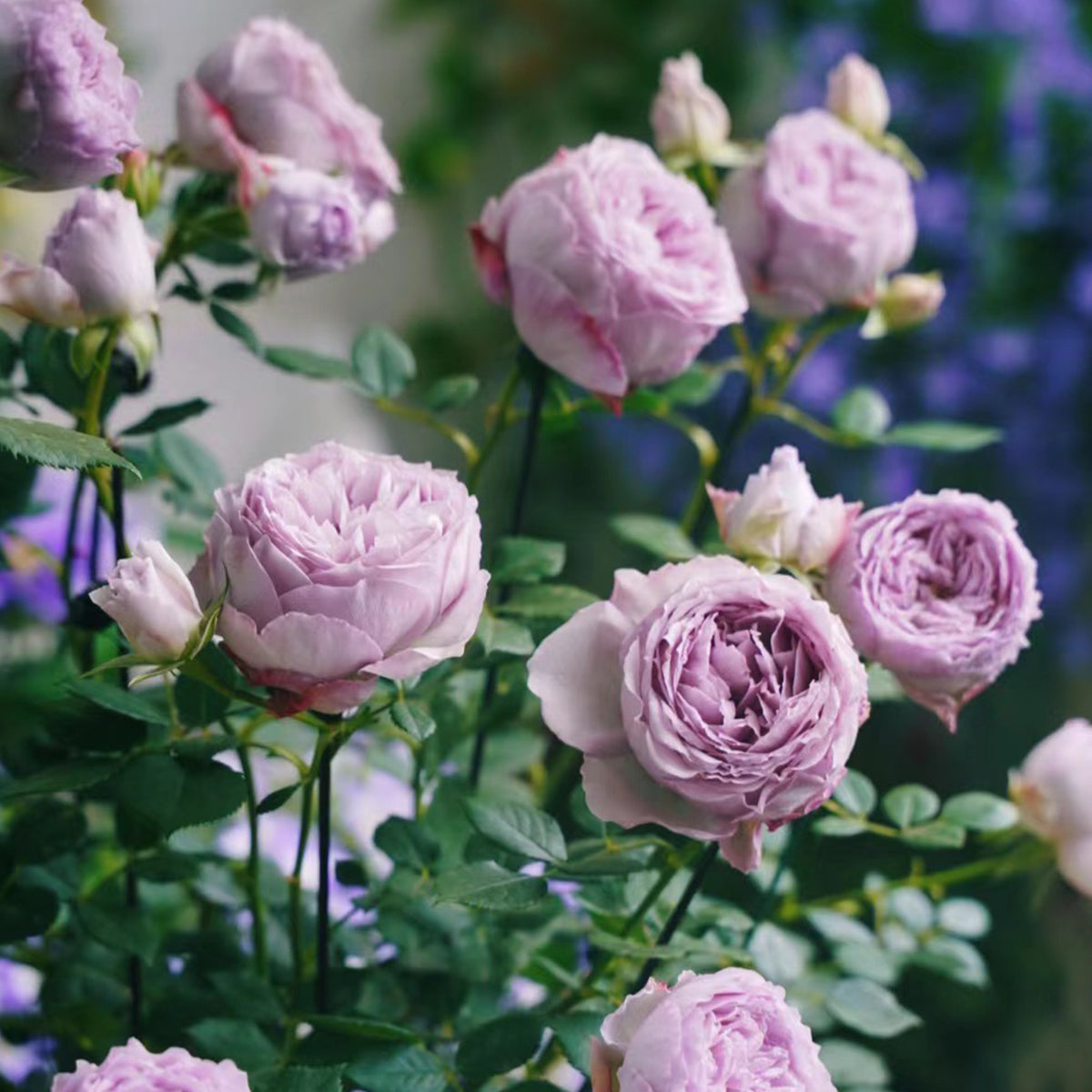 Lapis Lazuli Japanese Florist Shrub Rose