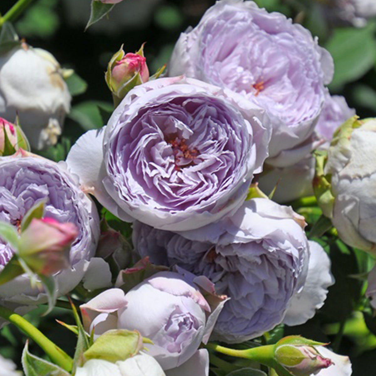 Lapis Lazuli Japanese Florist Shrub Rose – Highgarden Roses