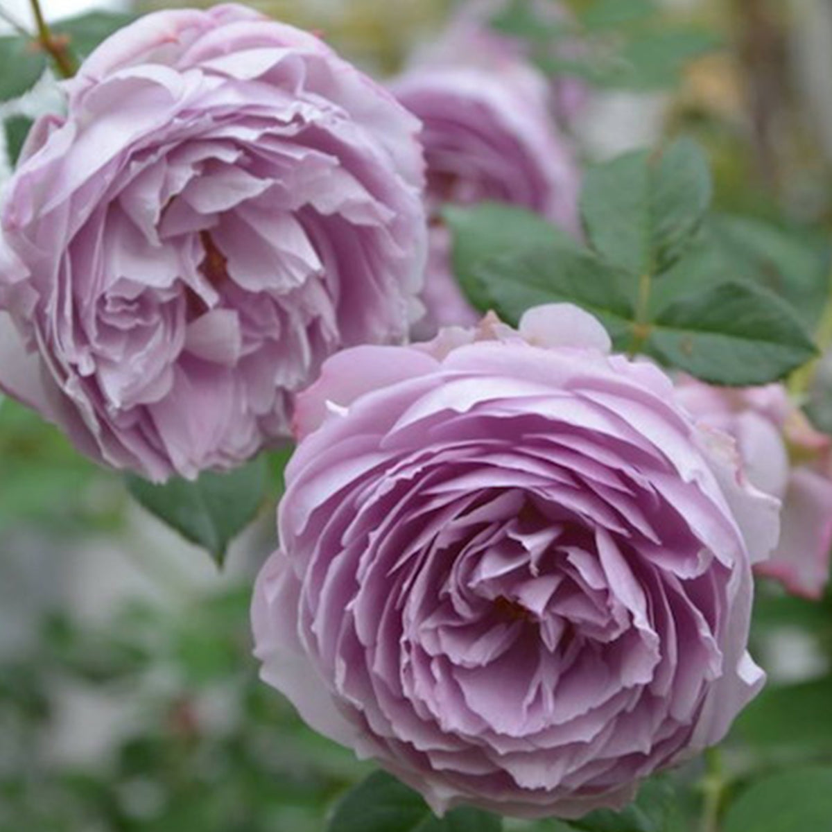 Lapis Lazuli Japanese Florist Shrub Rose