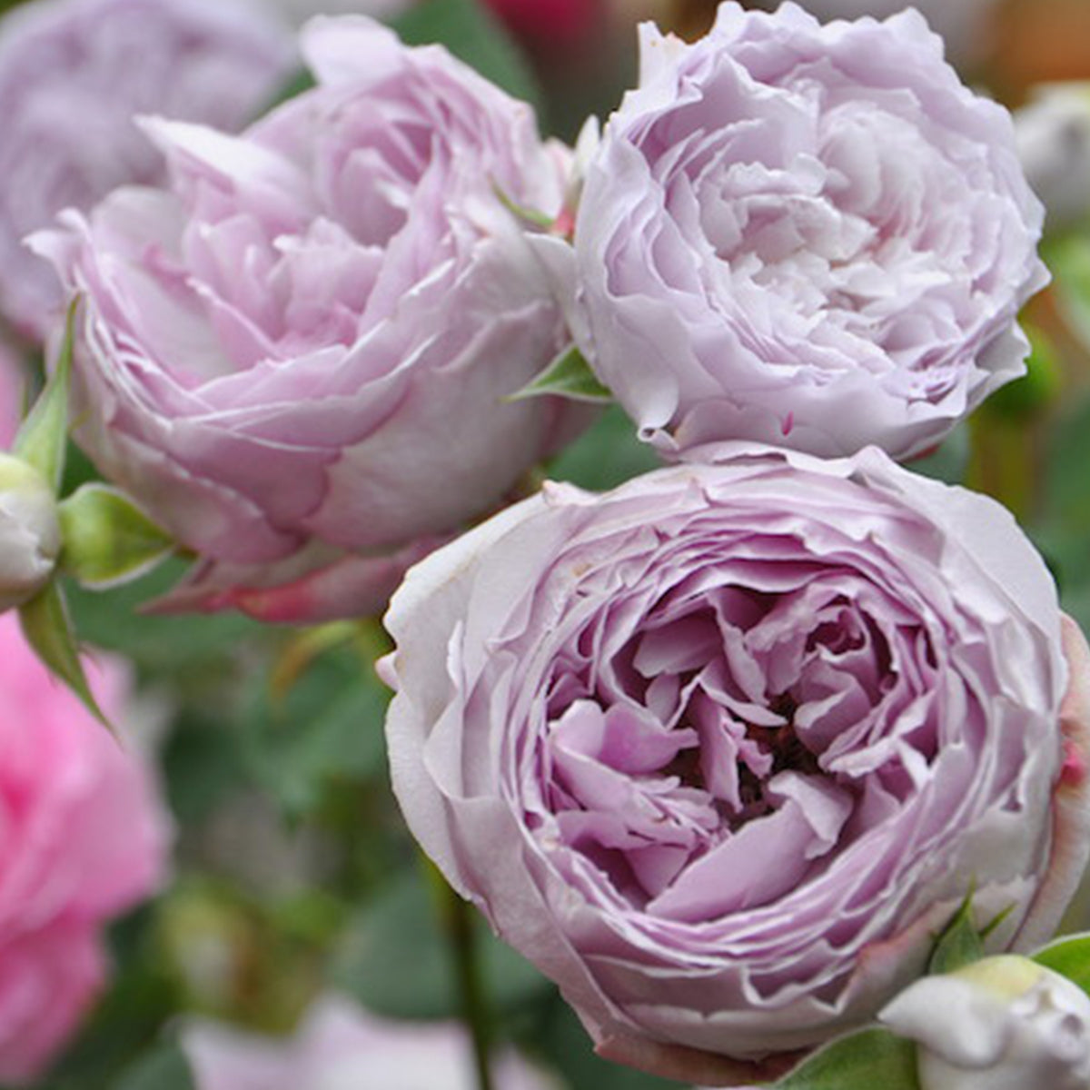 Lapis Lazuli Japanese Florist Shrub Rose