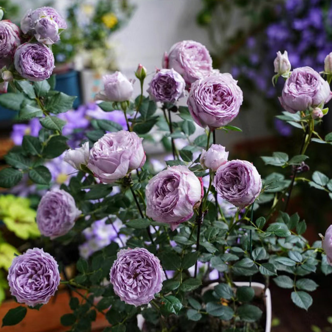 Lapis Lazuli Japanese Florist Shrub Rose
