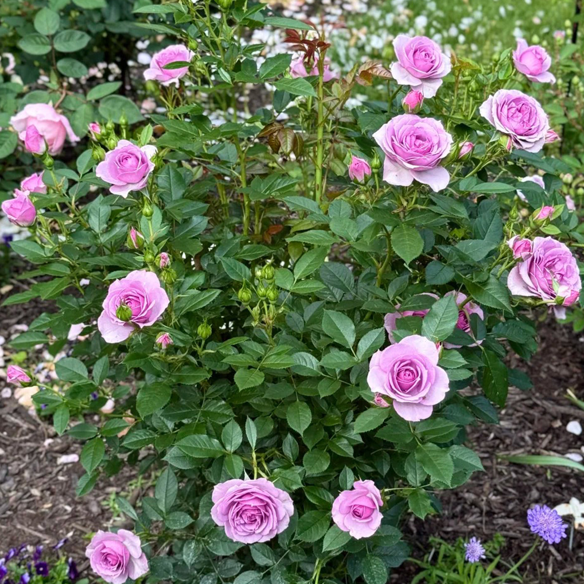 Lavender Flower Circus German Florist Shrub Rose