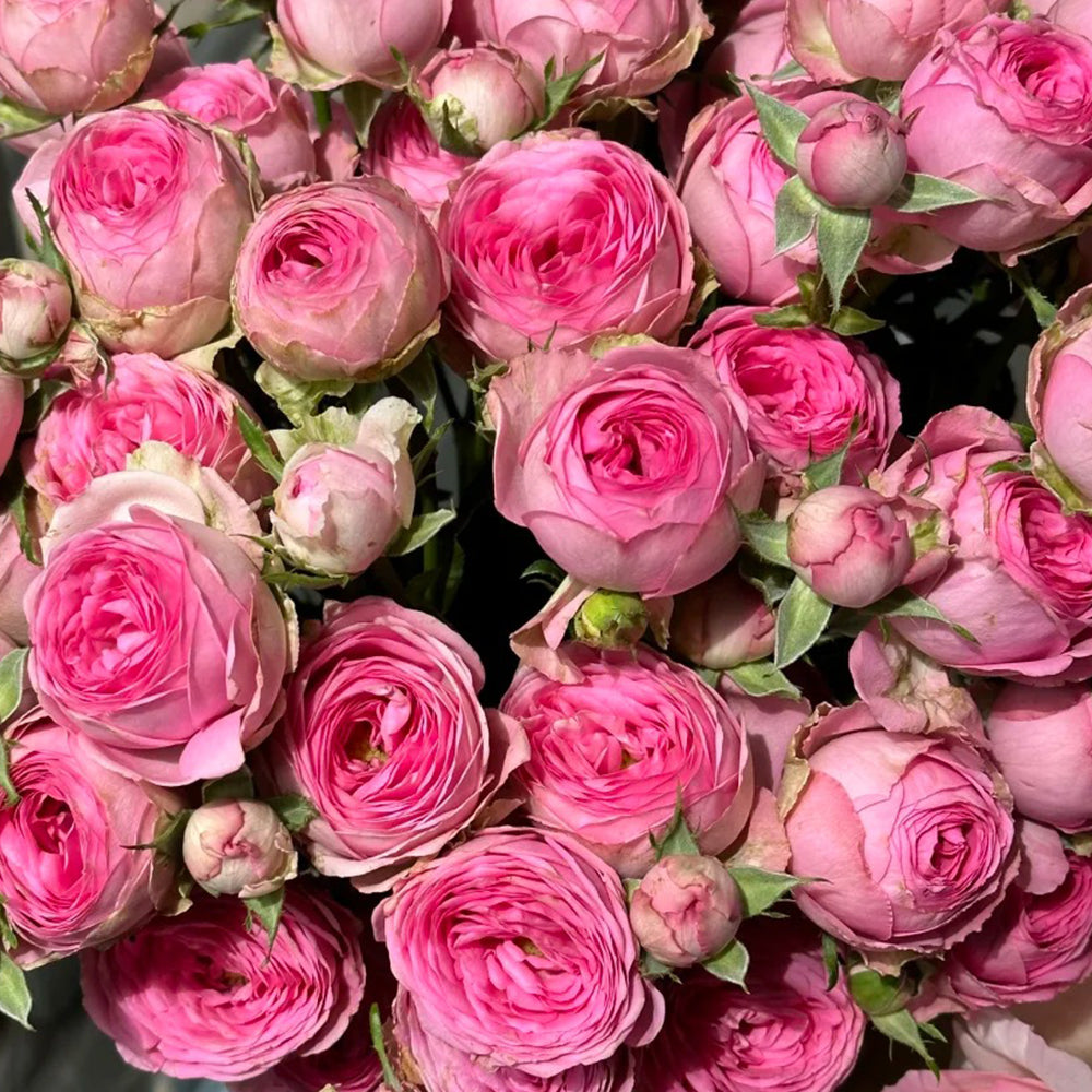 Lavender Lace Dutch Florist Shrub Rose