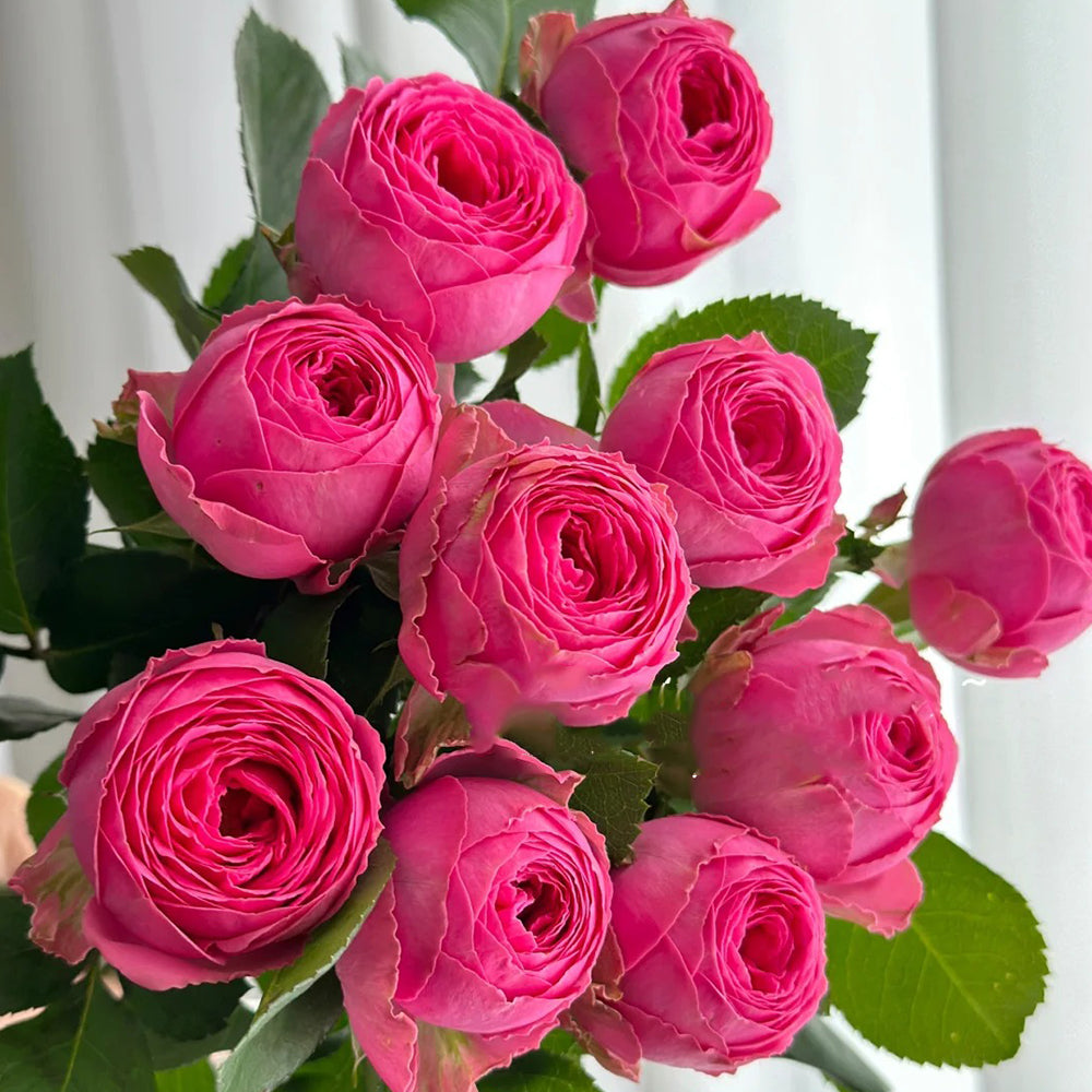 Lavender Lace Dutch Florist Shrub Rose