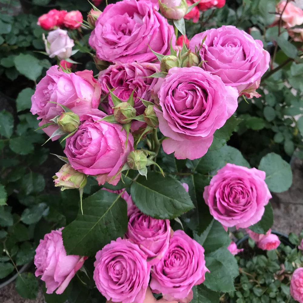 Lavender Lace Dutch Florist Shrub Rose