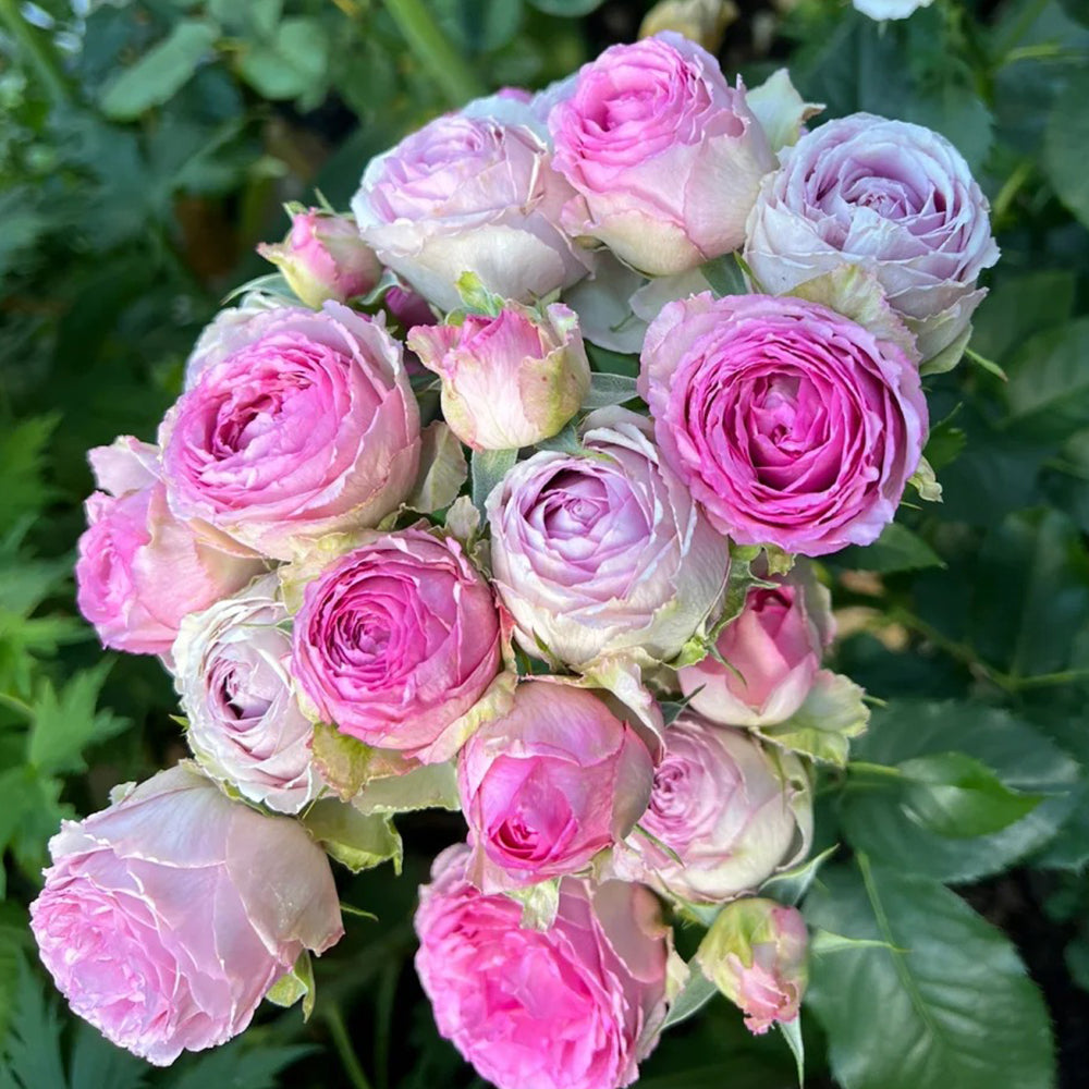 Lavender Lace Dutch Florist Shrub Rose