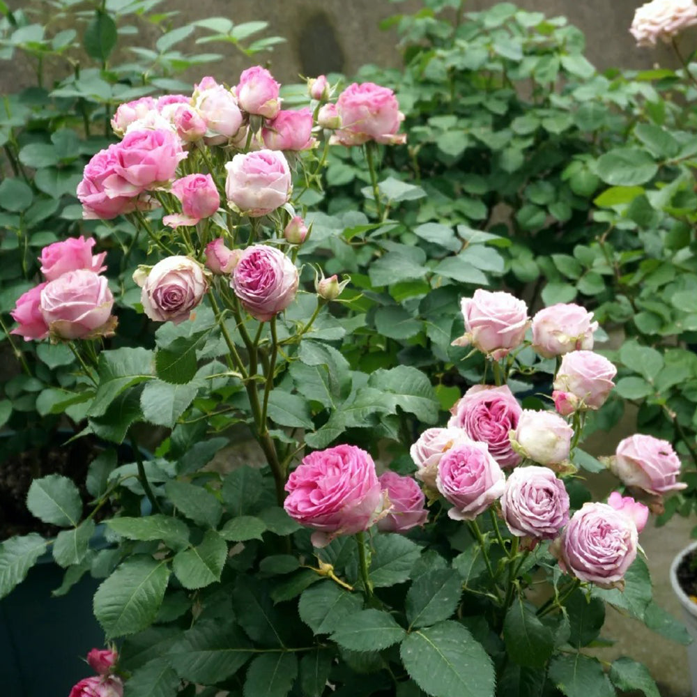 Lavender Lace Dutch Florist Shrub Rose