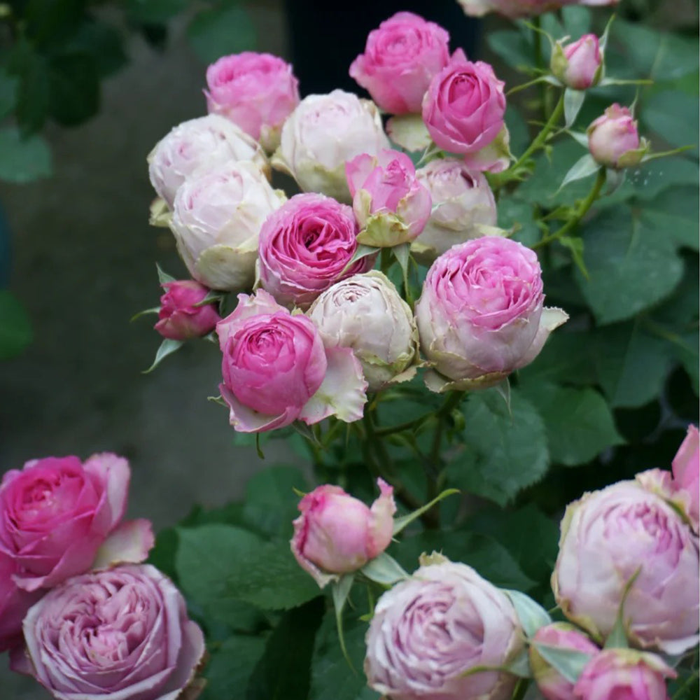 Lavender Lace Dutch Florist Shrub Rose