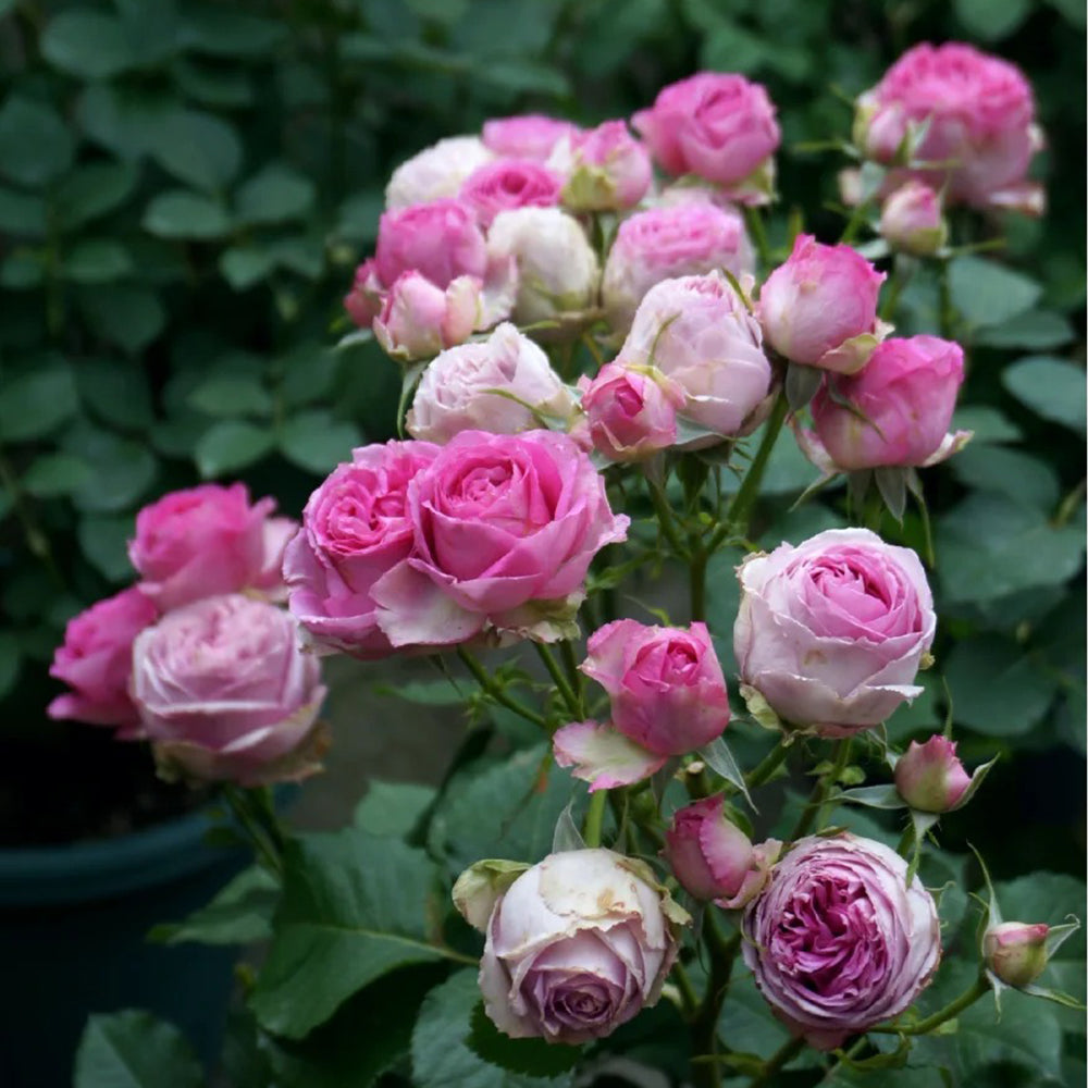 Lavender Lace Dutch Florist Shrub Rose