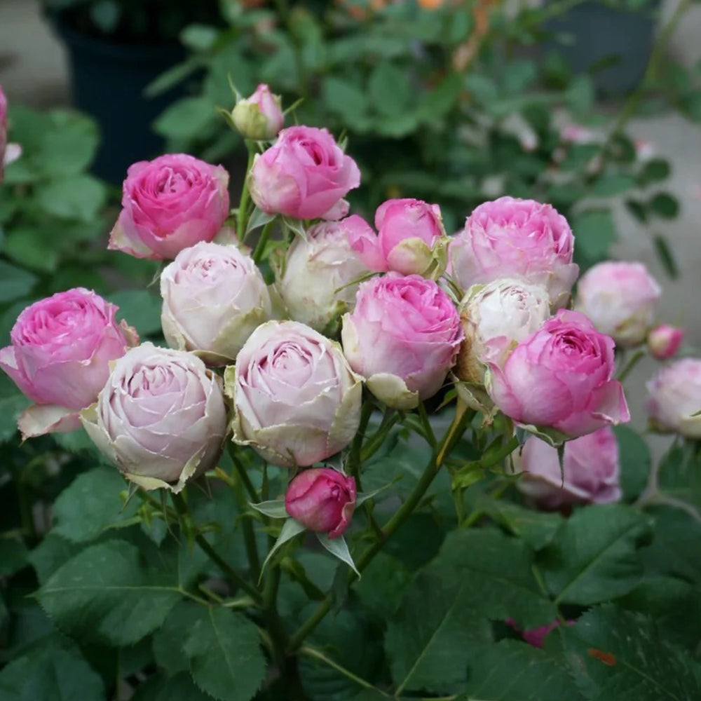 Lavender Lace Dutch Florist Shrub Rose