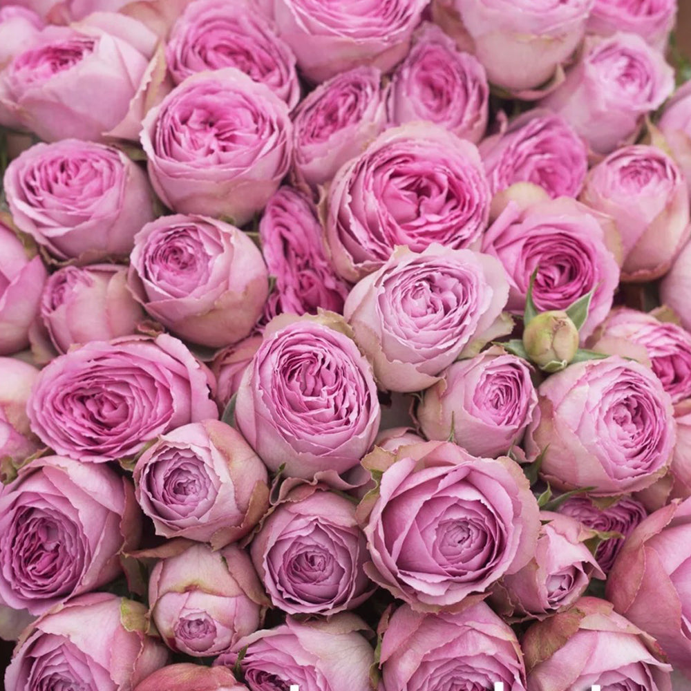 Lavender Lace Dutch Florist Shrub Rose