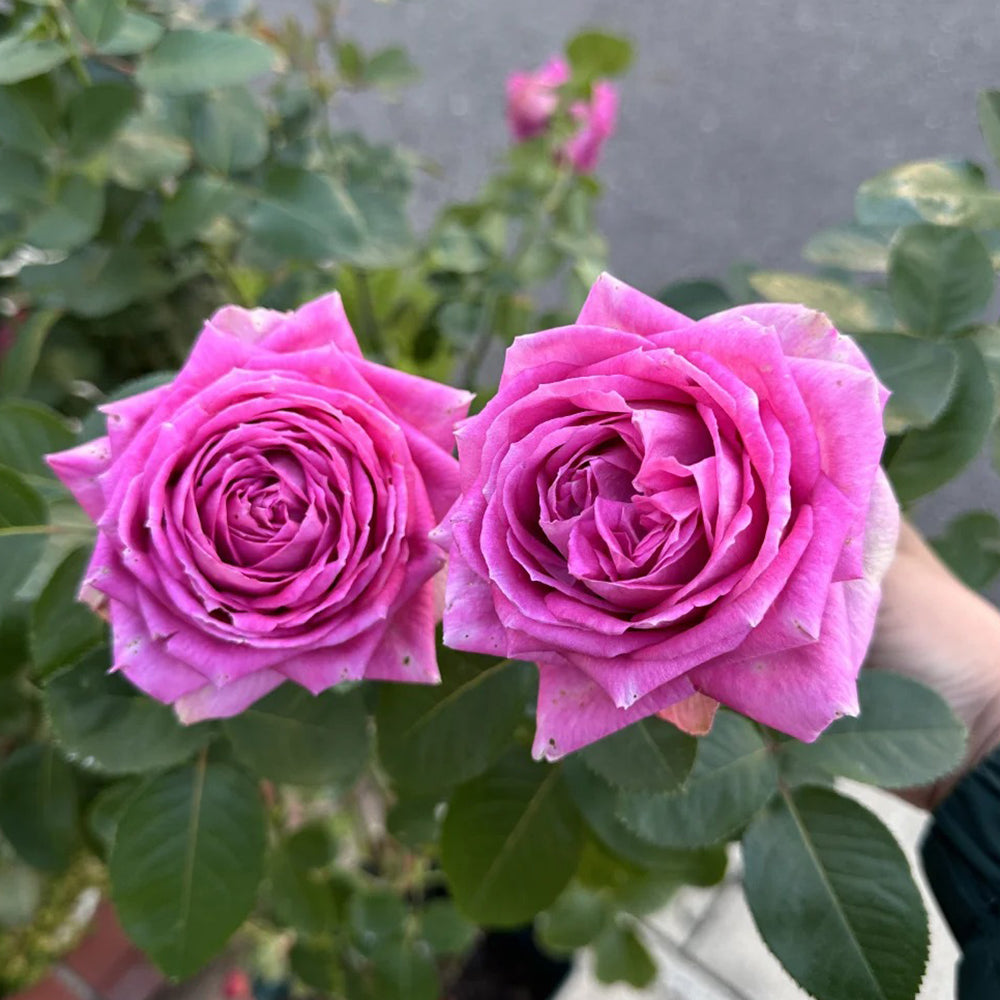 Lavender Lace Dutch Florist Shrub Rose