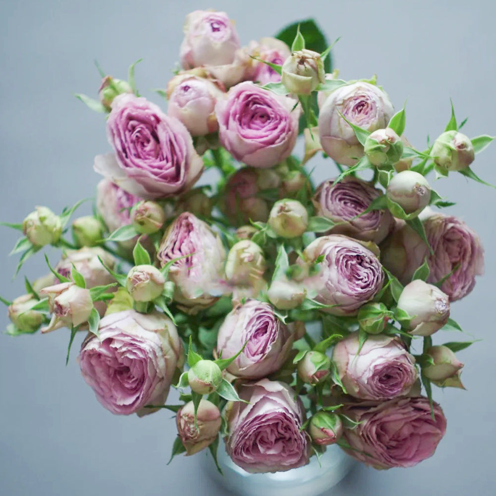 Lavender Lace Dutch Florist Shrub Rose