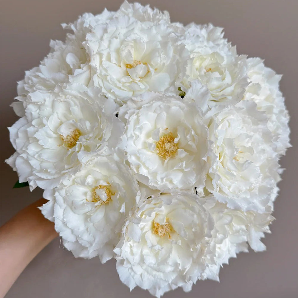Le Blanc Japanese Florist Shrub Rose – Highgarden Roses