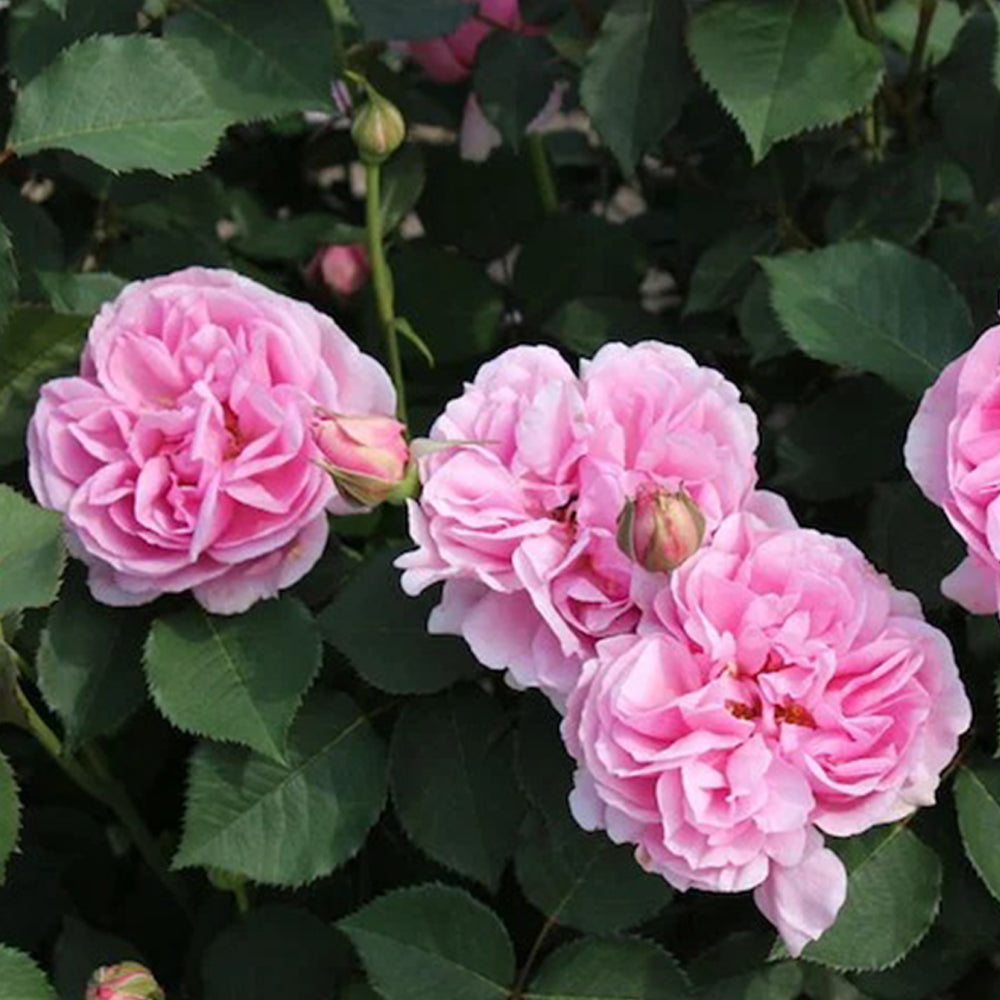 Le Printemps Japanese Florist Climbing Rose