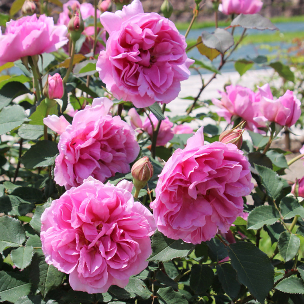 Le Printemps Japanese Florist Climbing Rose