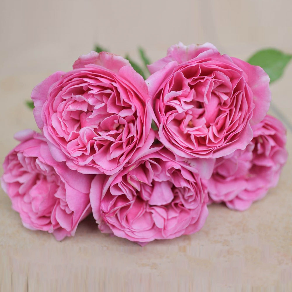 Le Printemps Japanese Florist Climbing Rose For Sale – Highgarden