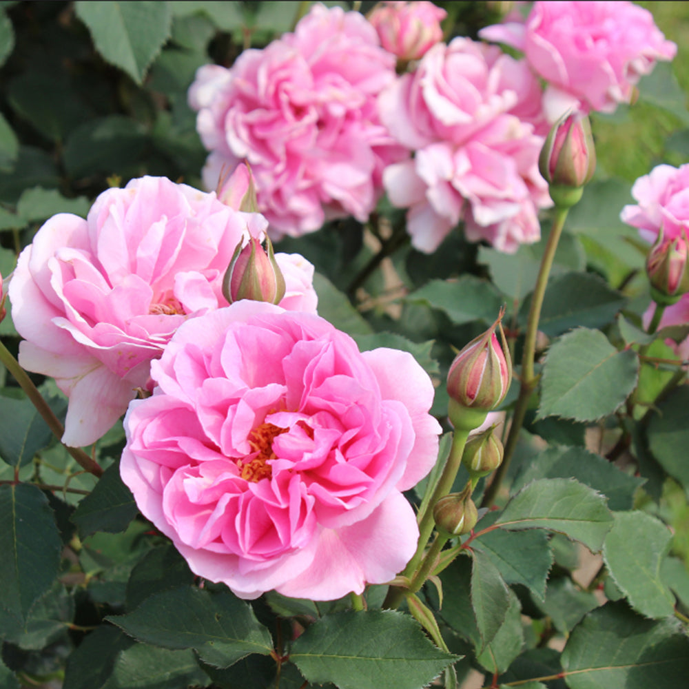 Le Printemps Japanese Florist Climbing Rose