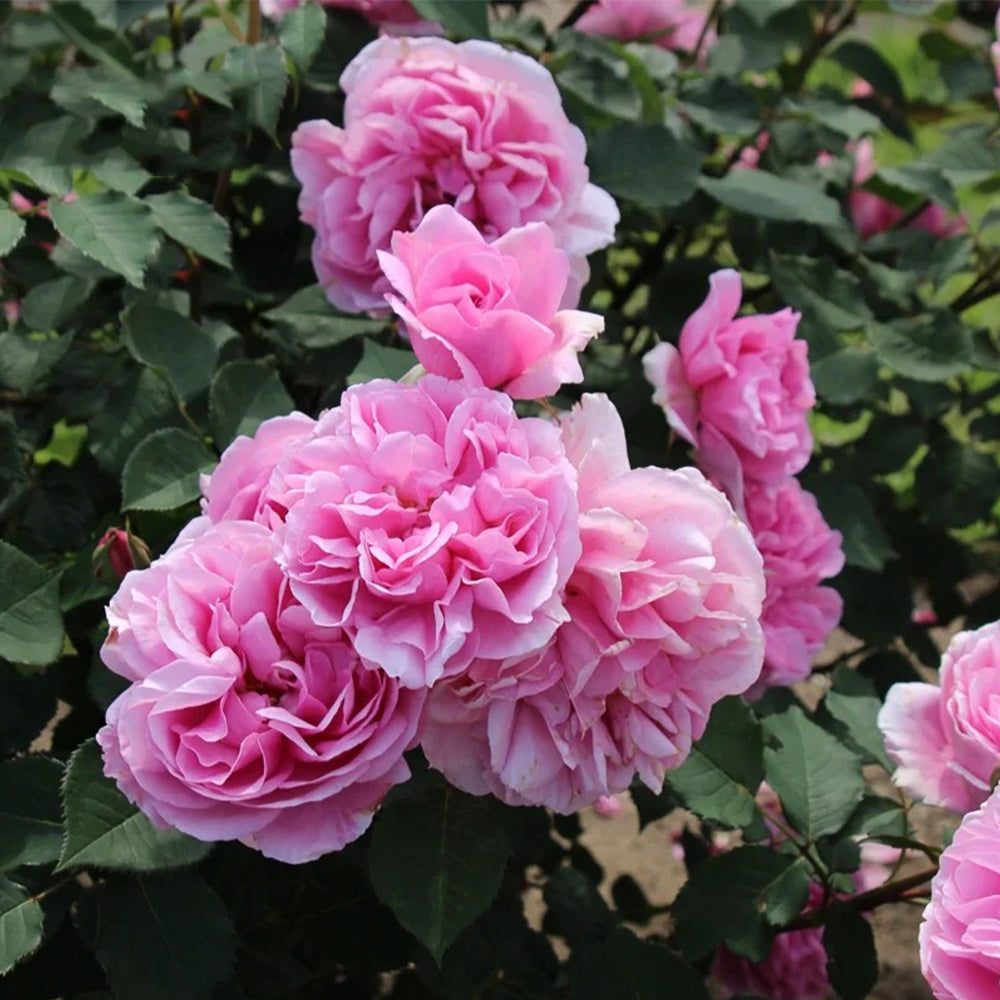 Le Printemps Japanese Florist Climbing Rose