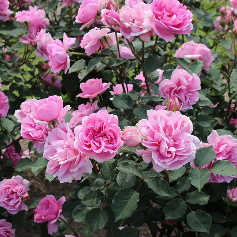 Le Printemps Japanese Florist Climbing Rose