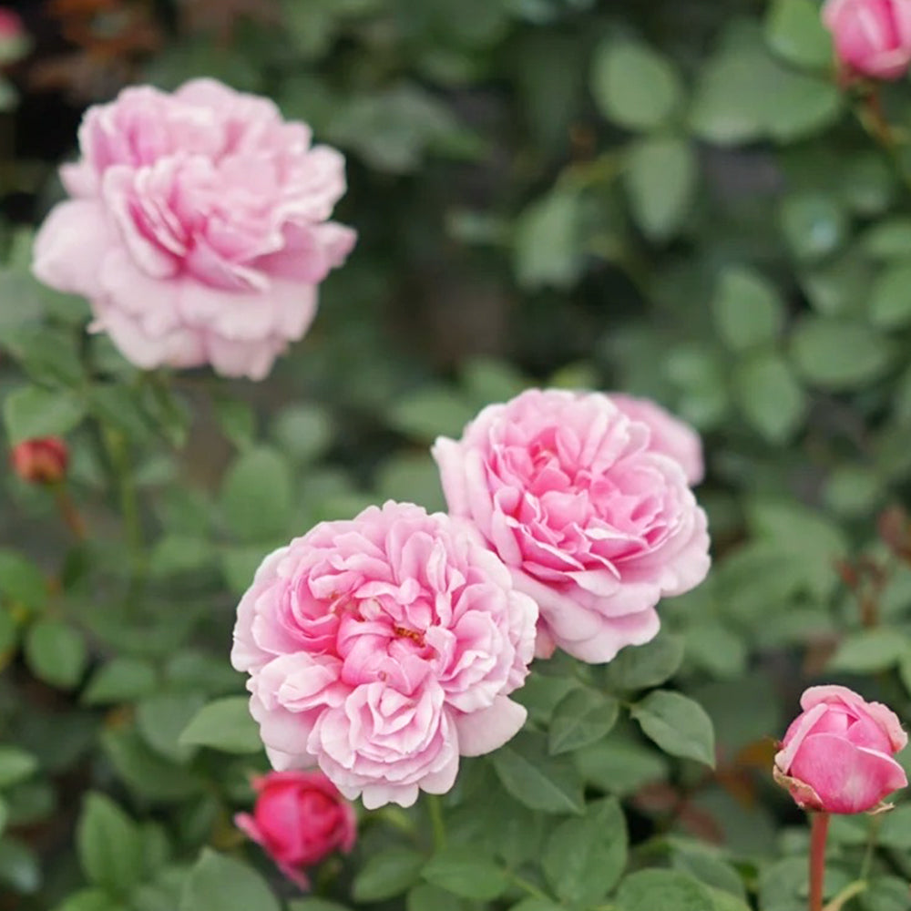 Le Printemps Japanese Florist Climbing Rose